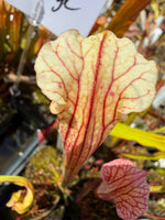 Sarracenia rubra alabamensis x leucophylla Schnell’s Ghost x Saurus Pitcher Plant
