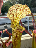 A close-up of a Sarracenia pitcher plant with a yellow-green tubular trap covered in dark red veins, set against a blurred outdoor background.