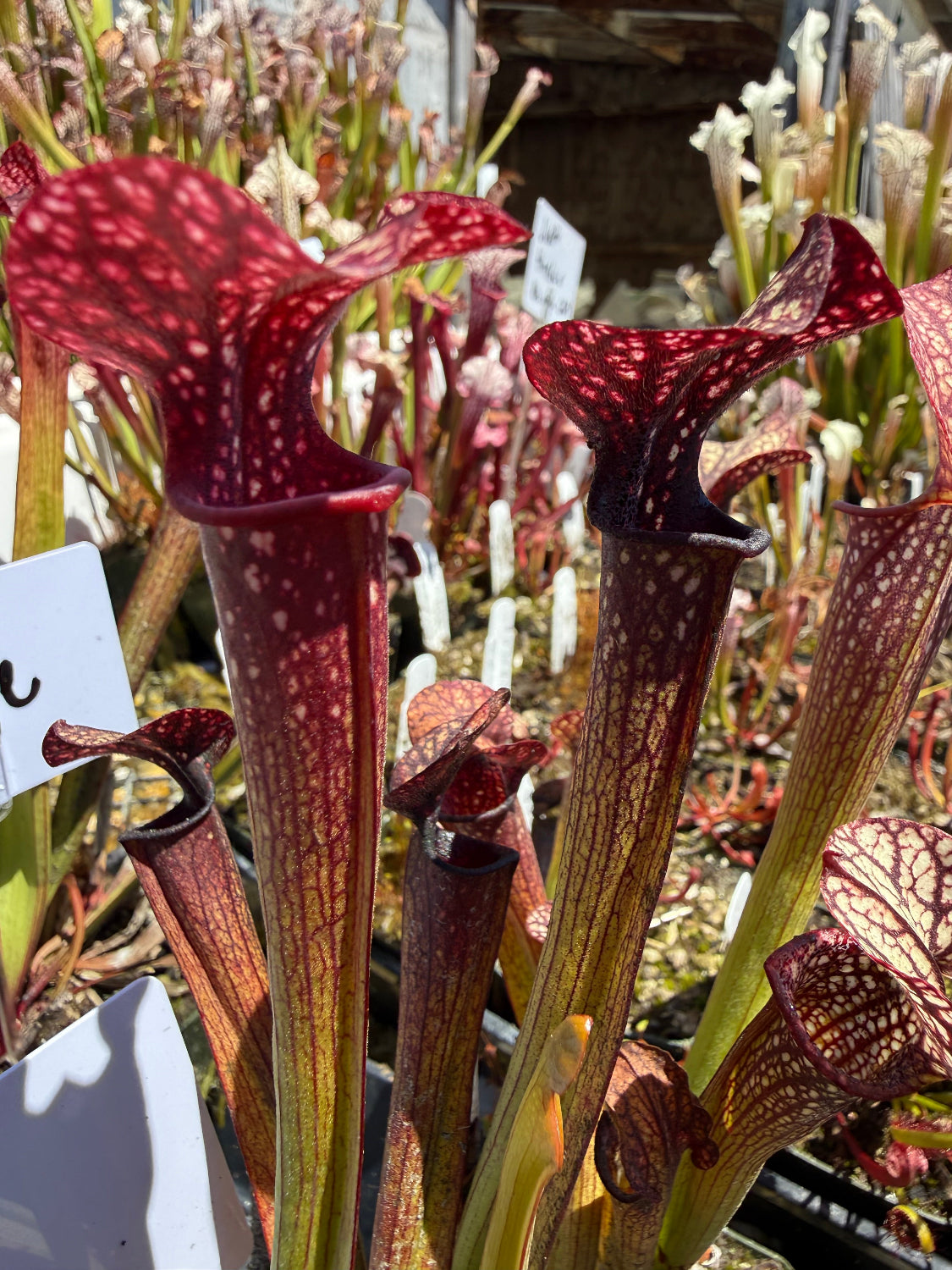Sarracenia rubra ancestral x giant x Caitrin Claire Pitcher Plant