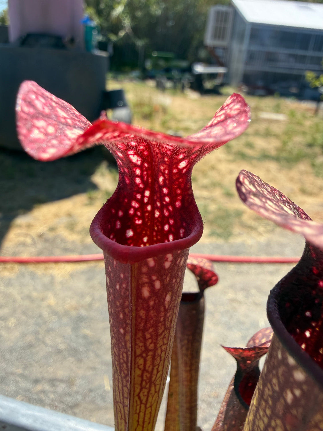 Sarracenia rubra ancestral x giant x Caitrin Claire Pitcher Plant