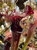 Sarracenia rubra ancestral x giant x Caitrin Claire Pitcher Plant
