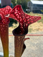 Sarracenia rubra ancestral x giant x Caitrin Claire Pitcher Plant