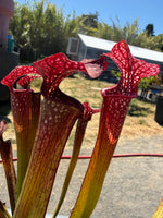 Sarracenia rubra ancestral x giant x Caitrin Claire Pitcher Plant
