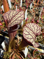 Sarracenia rubra ancestral x giant x Caitrin Claire Pitcher Plant
