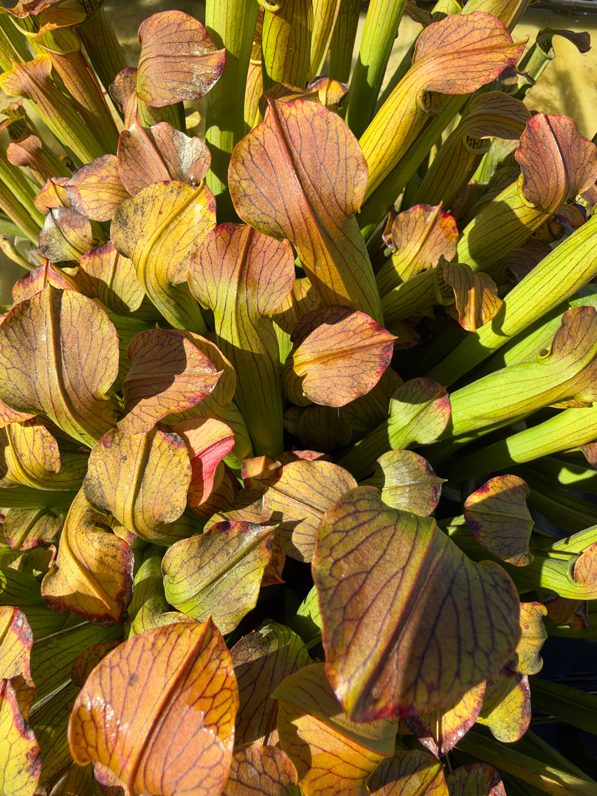 Many sarracenia pitchers grow outside 