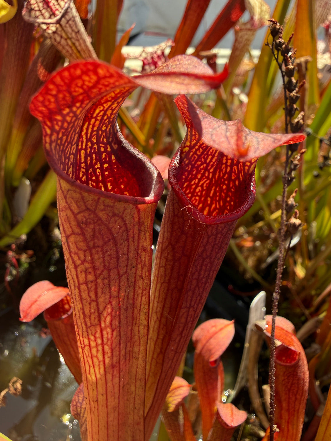 Sarracenia rubra gulfensis Damons Clone Pitcher Plant
