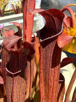 Sarracenia rubra gulfensis Damons Clone Pitcher Plant