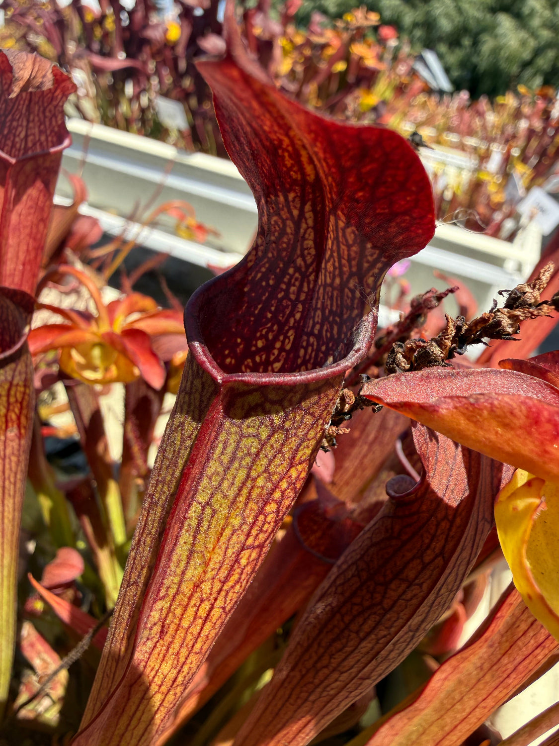 Sarracenia rubra gulfensis Damons Clone Pitcher Plant