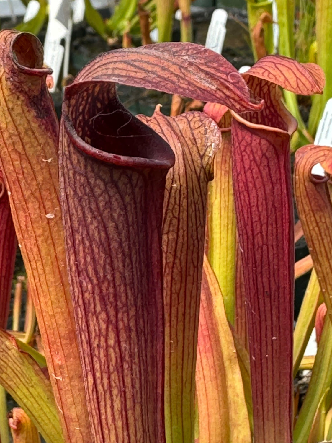 A close-up of several pitcher plants with tall tubular leaves in deep burgundy and reddish-brown tones, showing fine vertical striations and yellow-green gradients near the bases.