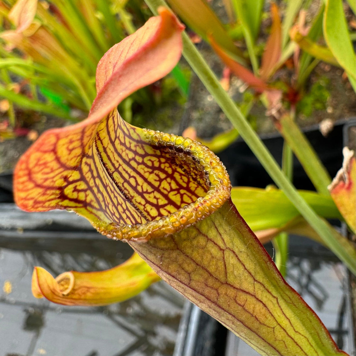 A close-up of a carnivorous pitcher plant with a green and reddish-brown pitcher, detailed with prominent dark red veins