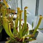 A cluster of pitcher plant tubers with tall green-yellow pitchers in a greenhouse setting.