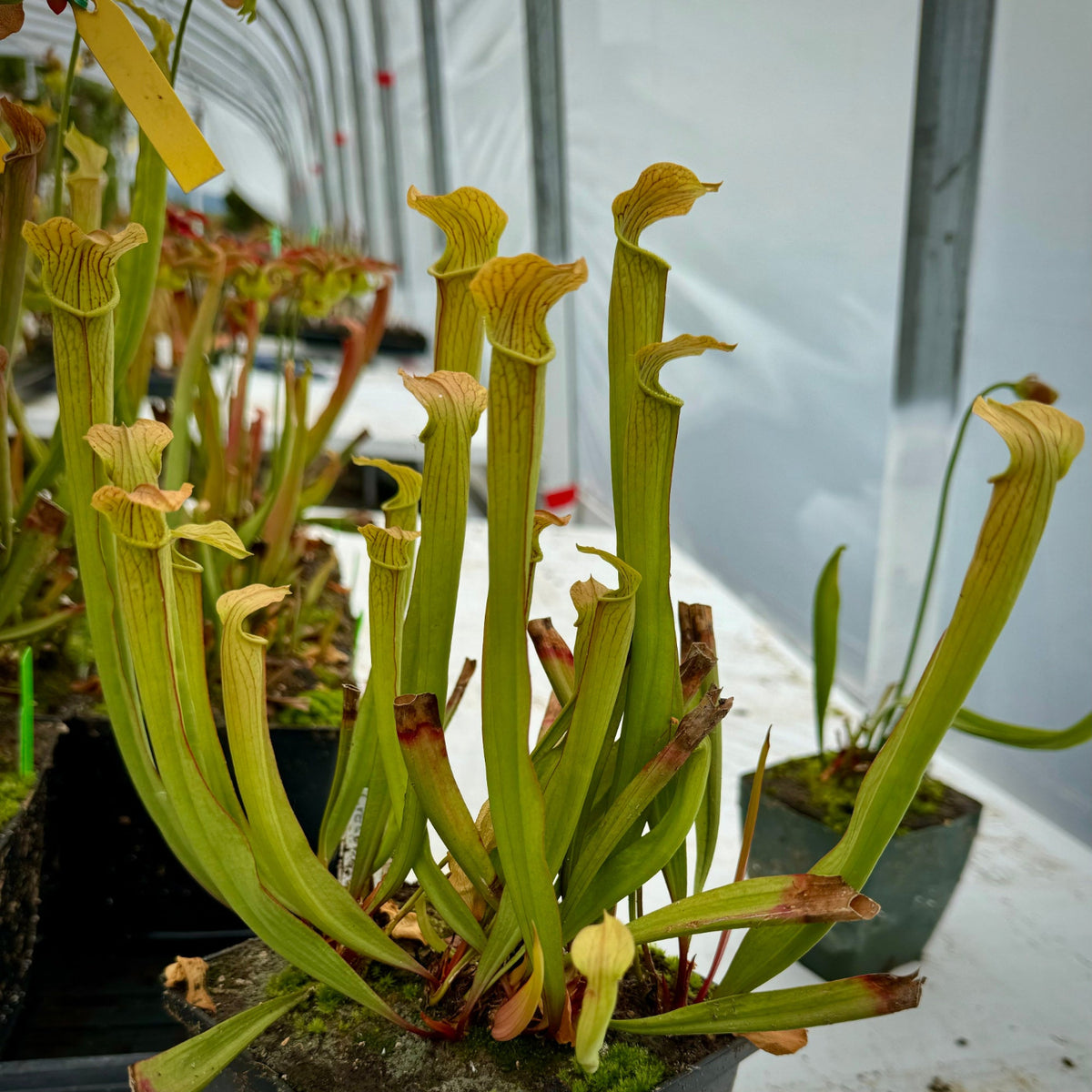 A cluster of pitcher plant tubers with tall green-yellow pitchers in a greenhouse setting.
