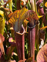 Close-up of carnivorous pitcher plants with reddish-brown tubular shapes and yellow-green flared rims, growing densely in a natural outdoor setting.