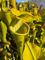 Sarracenia rubra ssp. alabamensis Pitcher Plant