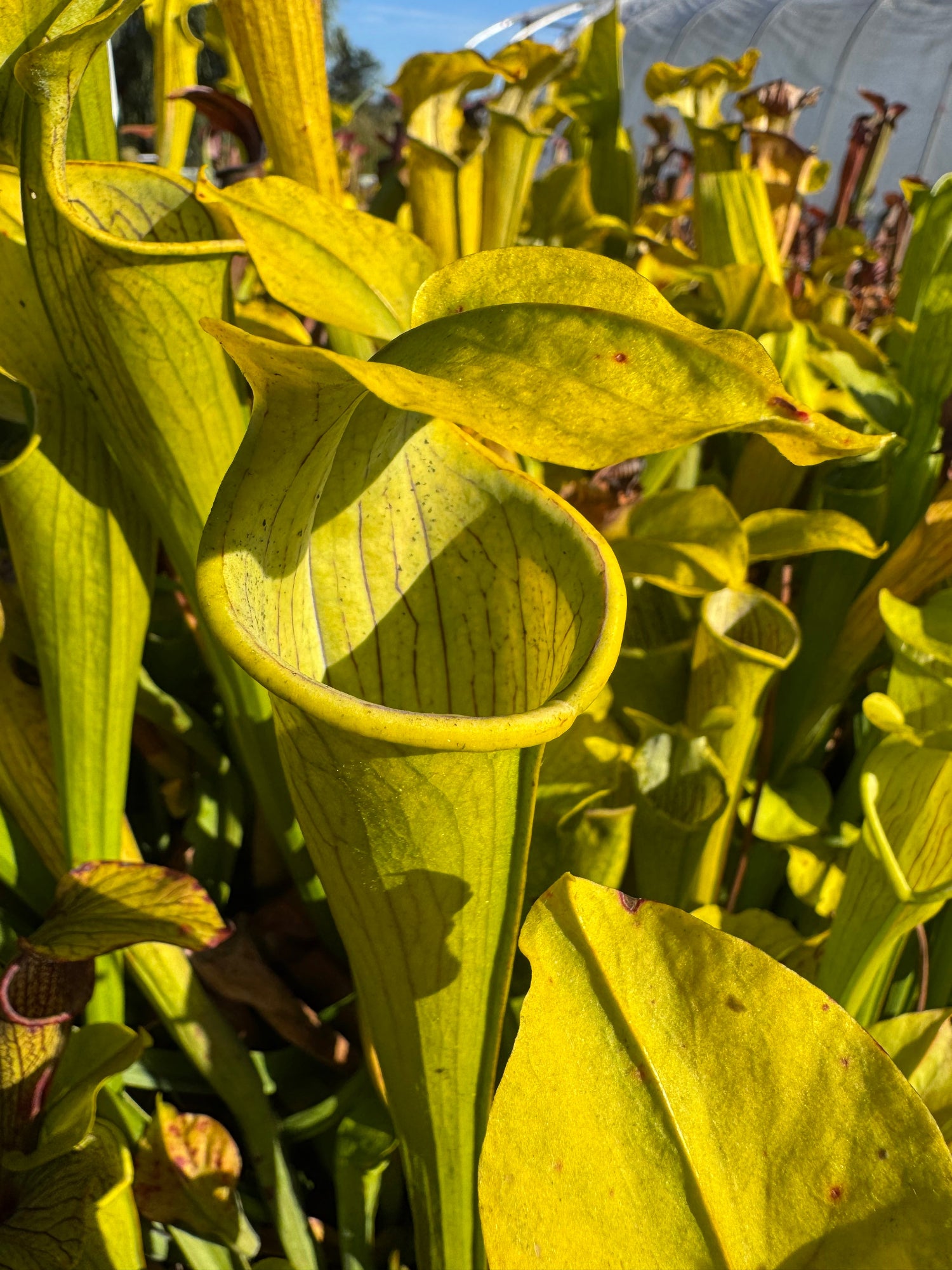 Sarracenia rubra ssp. alabamensis Pitcher Plant