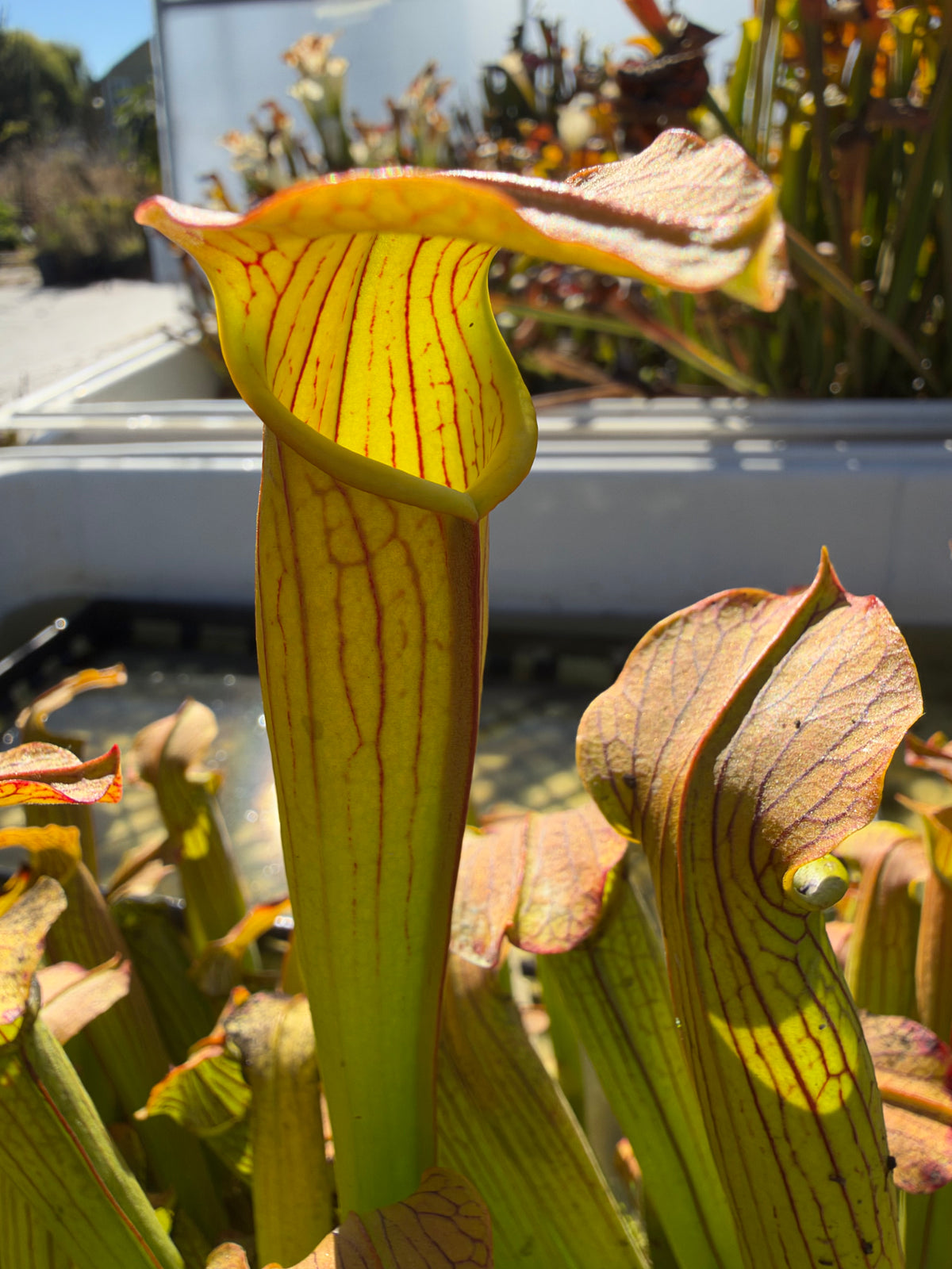 Many sarracenia pitchers growing outside in a nursery setting 