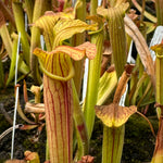 Sarracenia rubra ssp. gulfensis Crestview Pitcher Plant