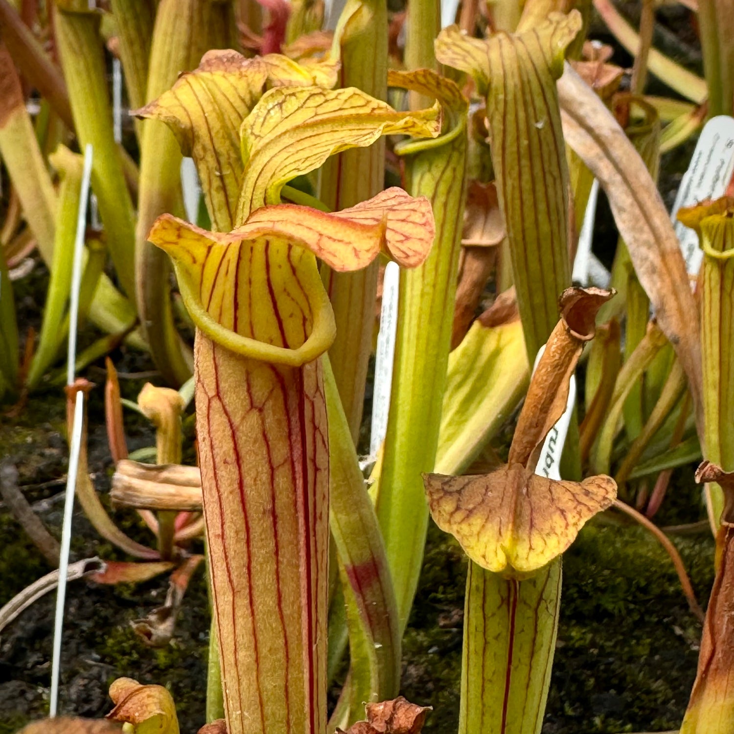 Sarracenia rubra ssp. gulfensis Crestview Pitcher Plant