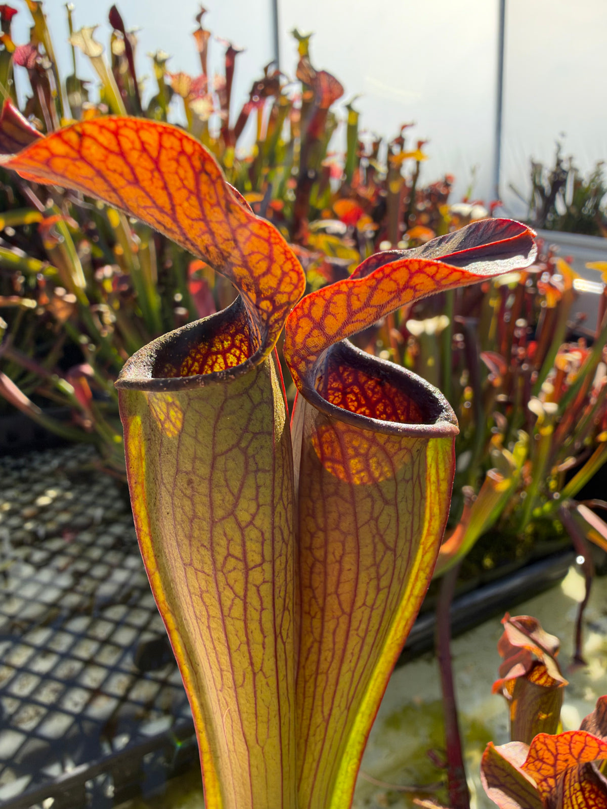 A pair of sarracenia pitchers grows in an outdoor setting 