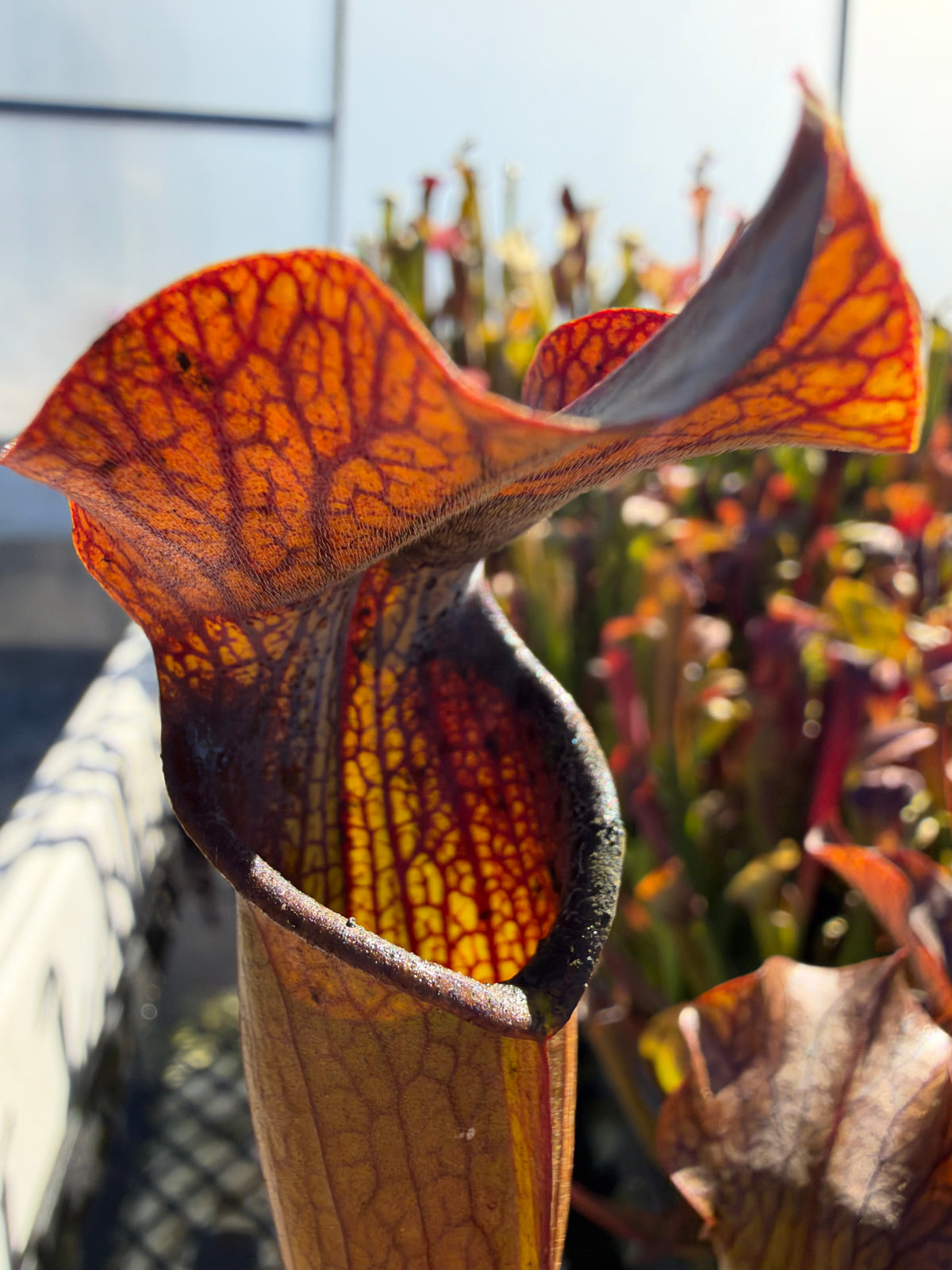 A sarracenia pitcher grows outside