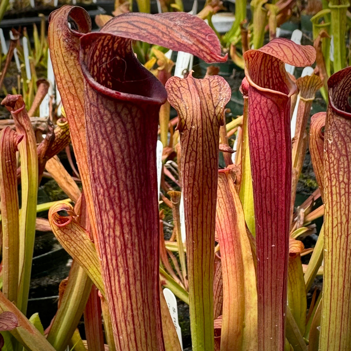 Close-up of several pitcher plants with tall reddish-brown tubular flowers and yellow-green stems, photographed in a nursery or garden setting.