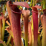 Sarracenia rubra ssp. gulfensis Pitcher plant