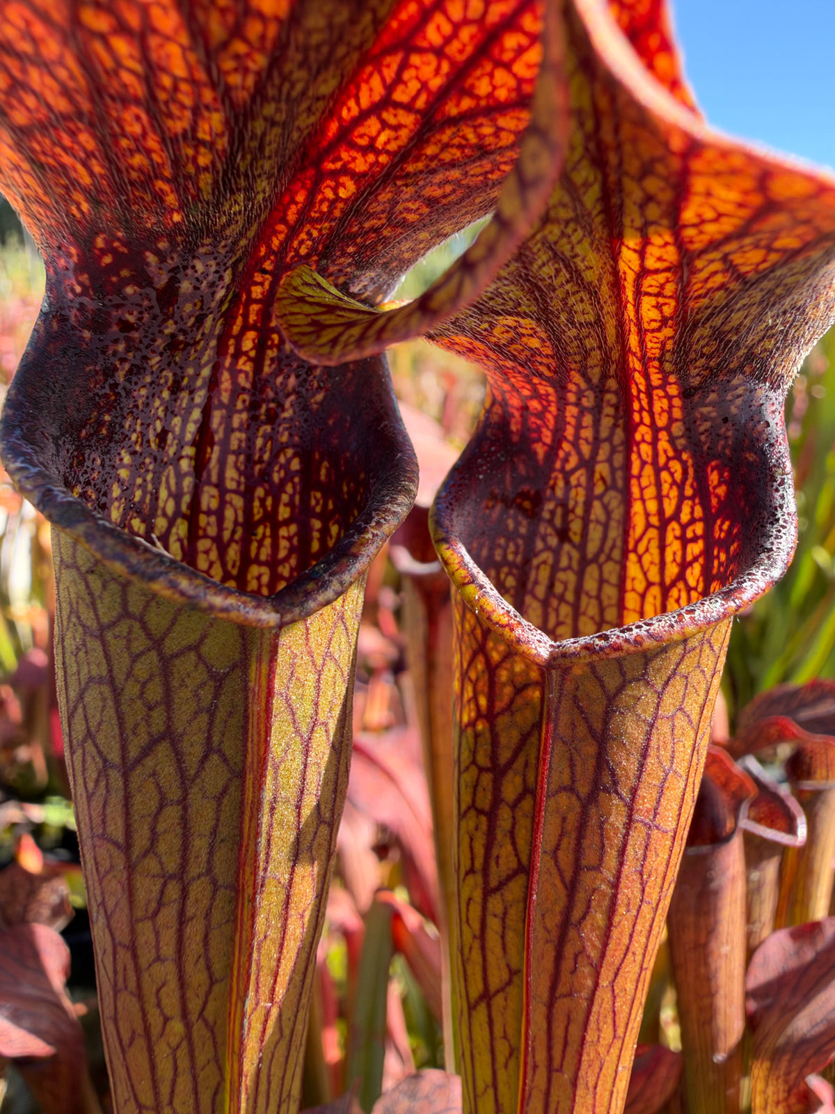 A cluster of sarracenia pitchers grow in an outdoor setting 