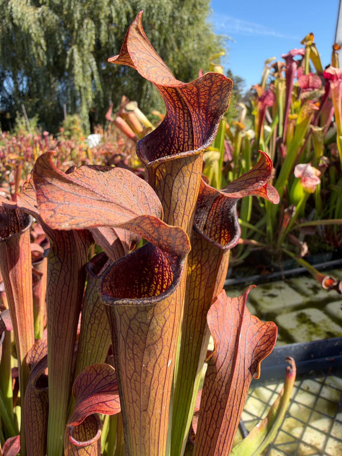 A cluster of sarracenia pitchers grow in an outdoor setting 