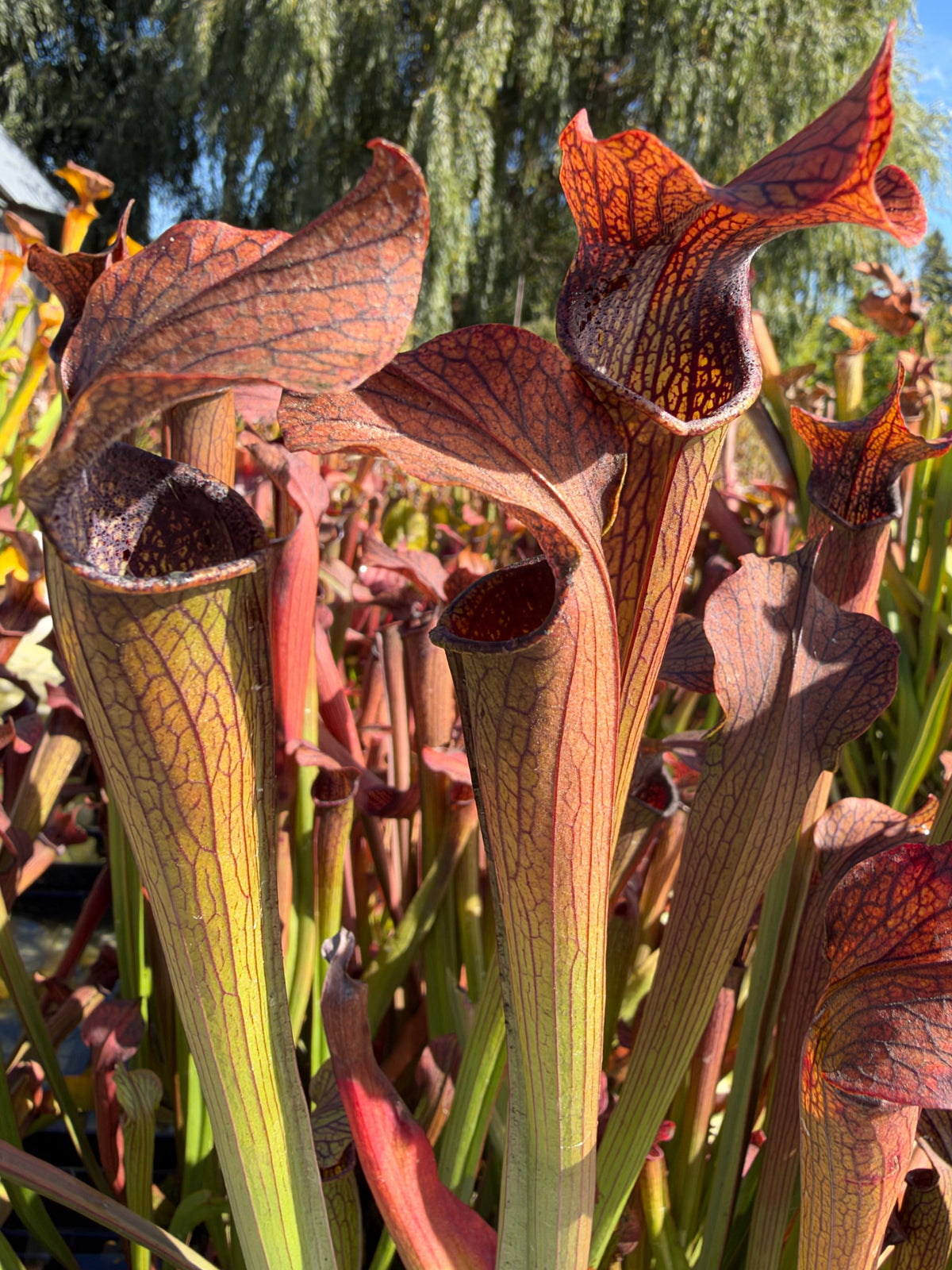 A cluster of sarracenia pitchers grow in an outdoor setting 