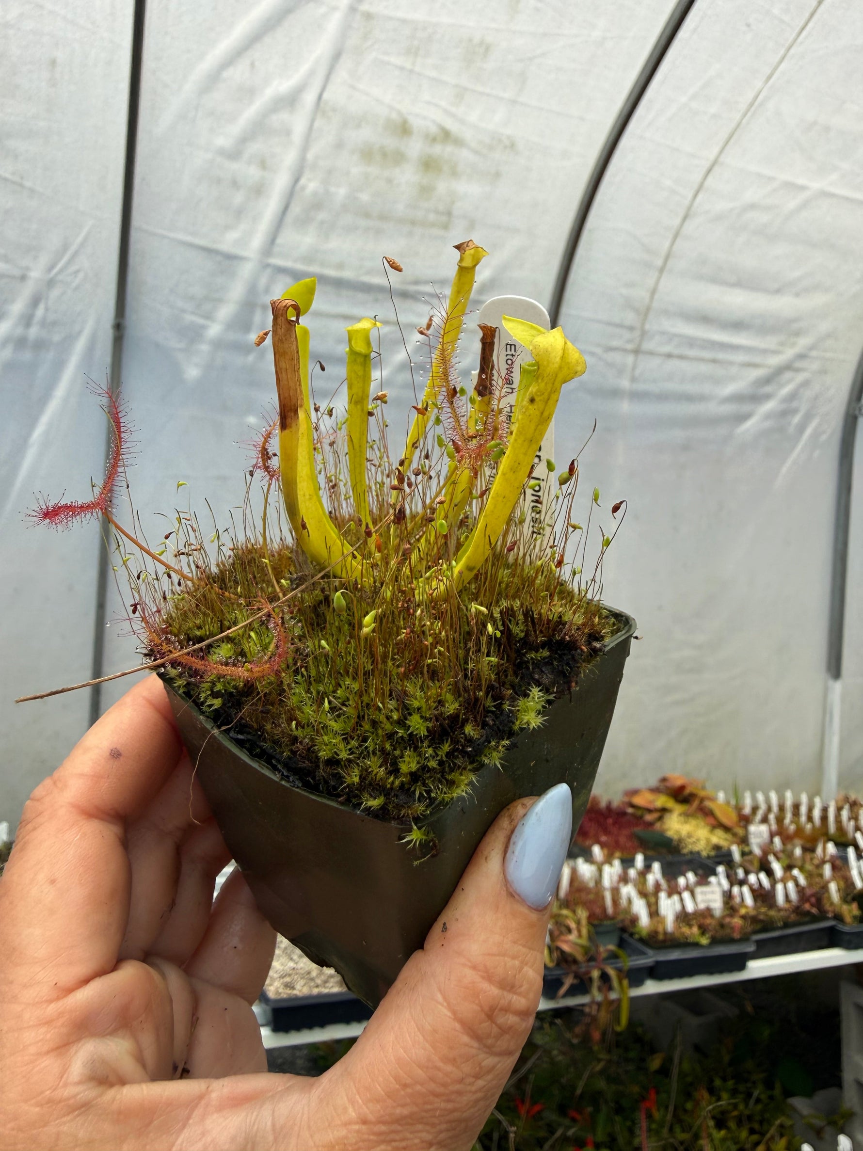Sarracenia rubra ssp. jonesii “Etowah, Henderson Co, NC” Anthocyanin-Free