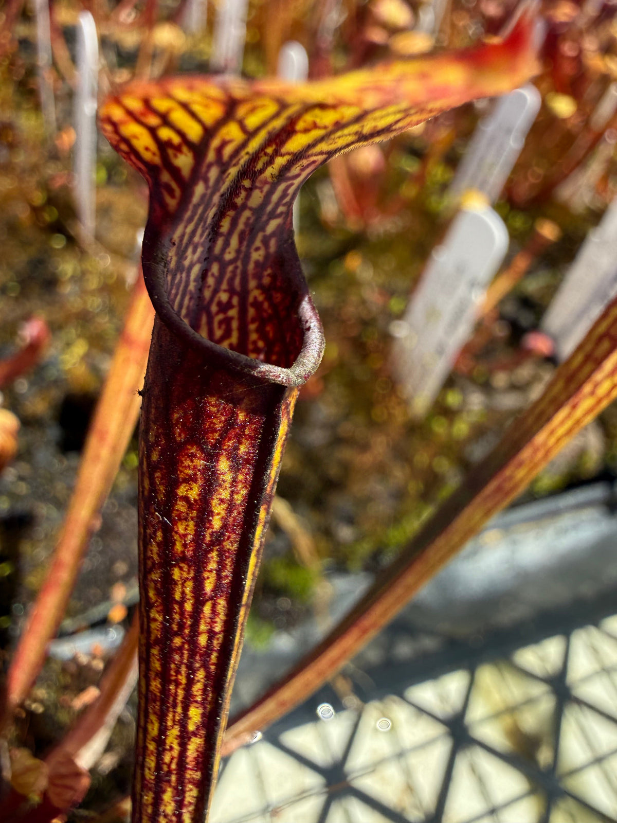 Sarracenia rubra ssp. jonesii Etowah, Henderson Co, NC Pitcher Plant