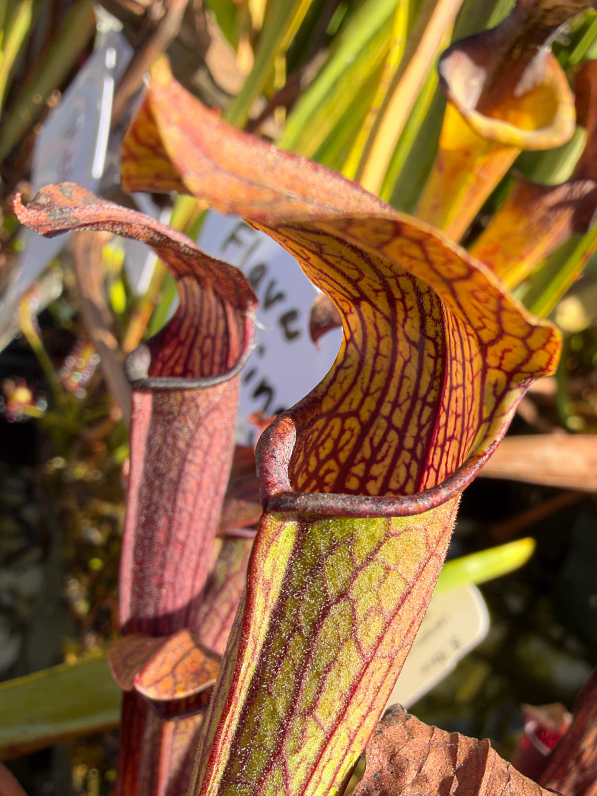 A sarracenia pitcher grows outside 