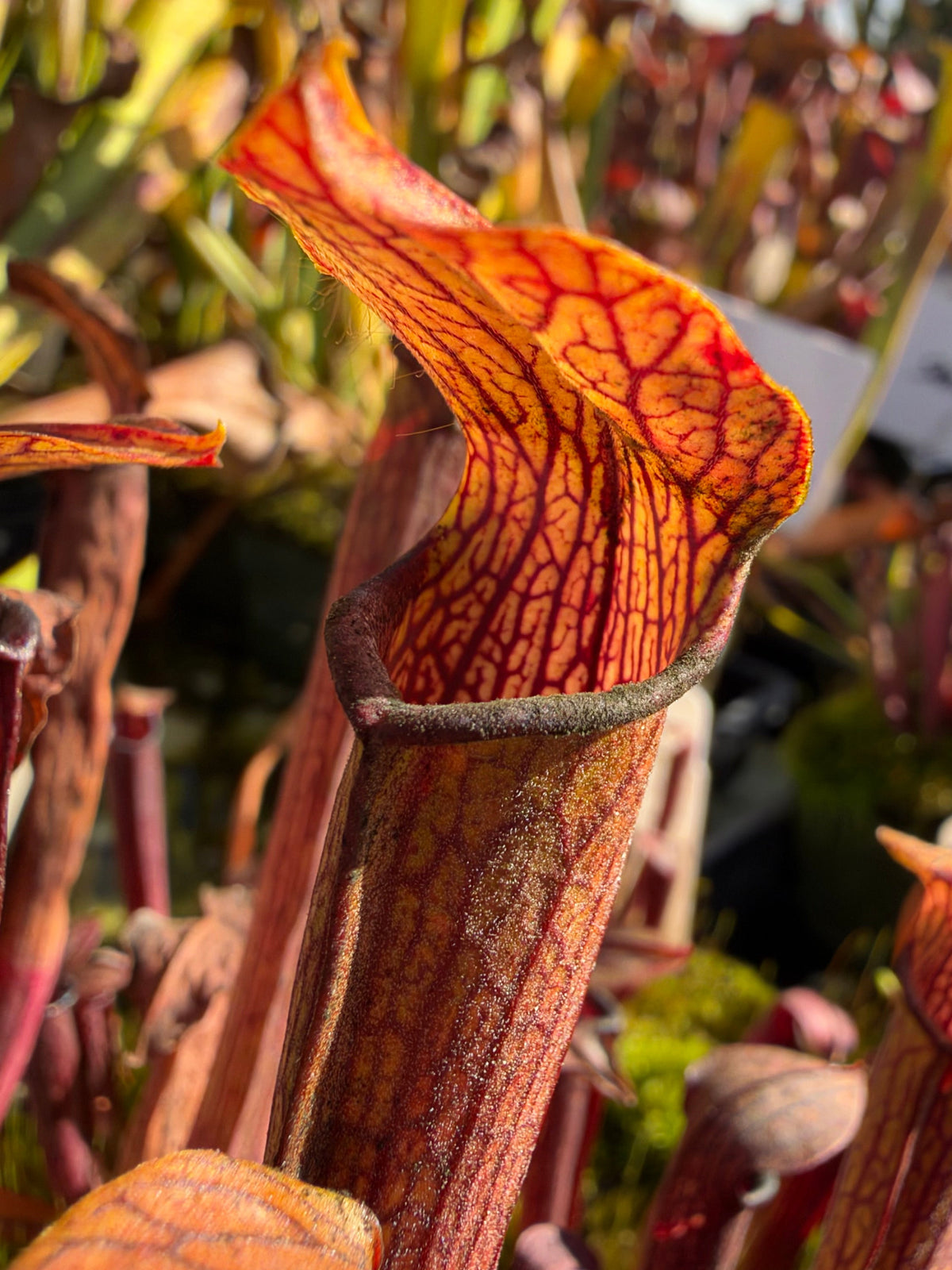 A red sarracenia rubra pitchers grows in an outdoor setting 