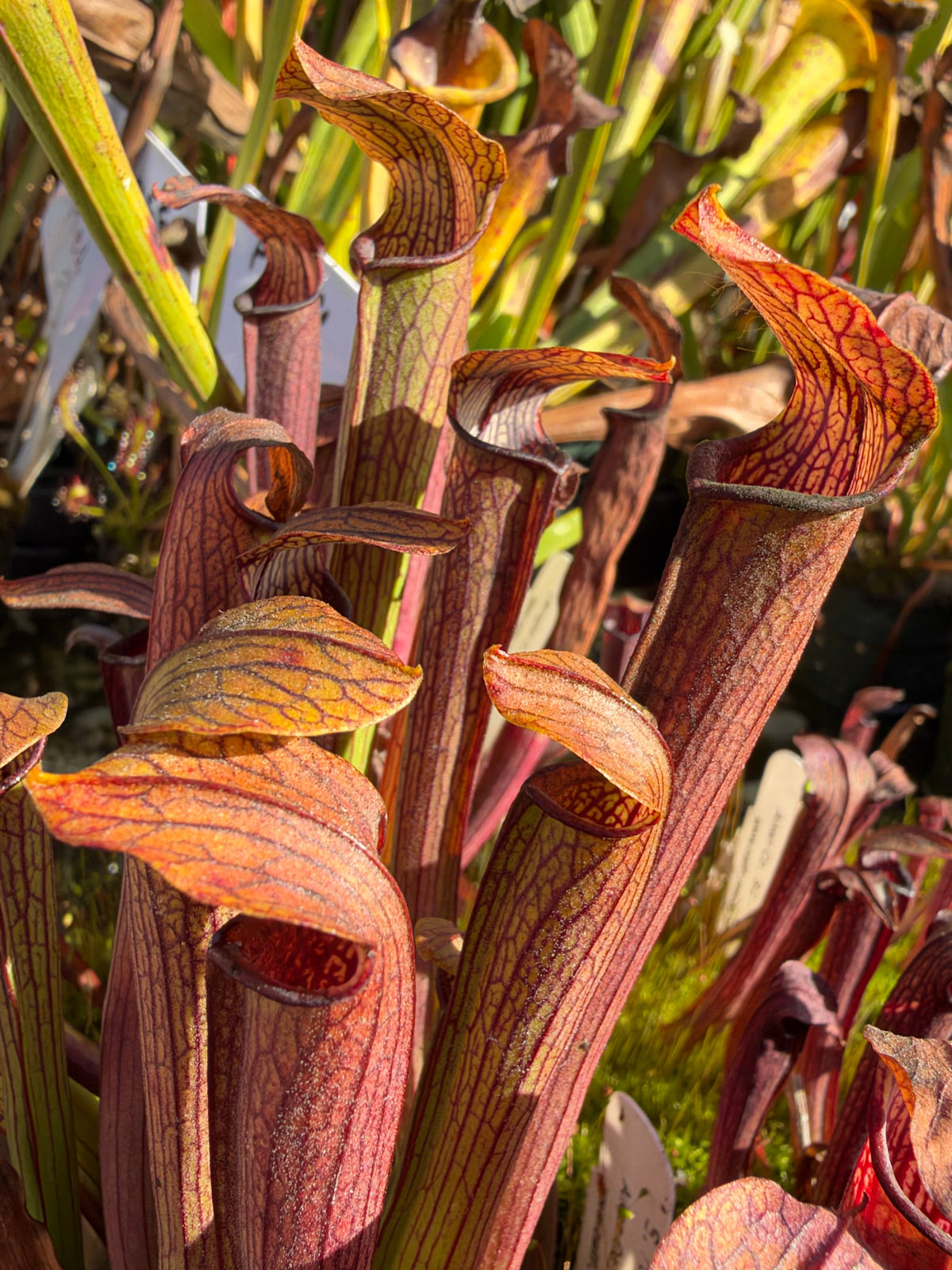Sarracenia rubra growing in an outdoor setting