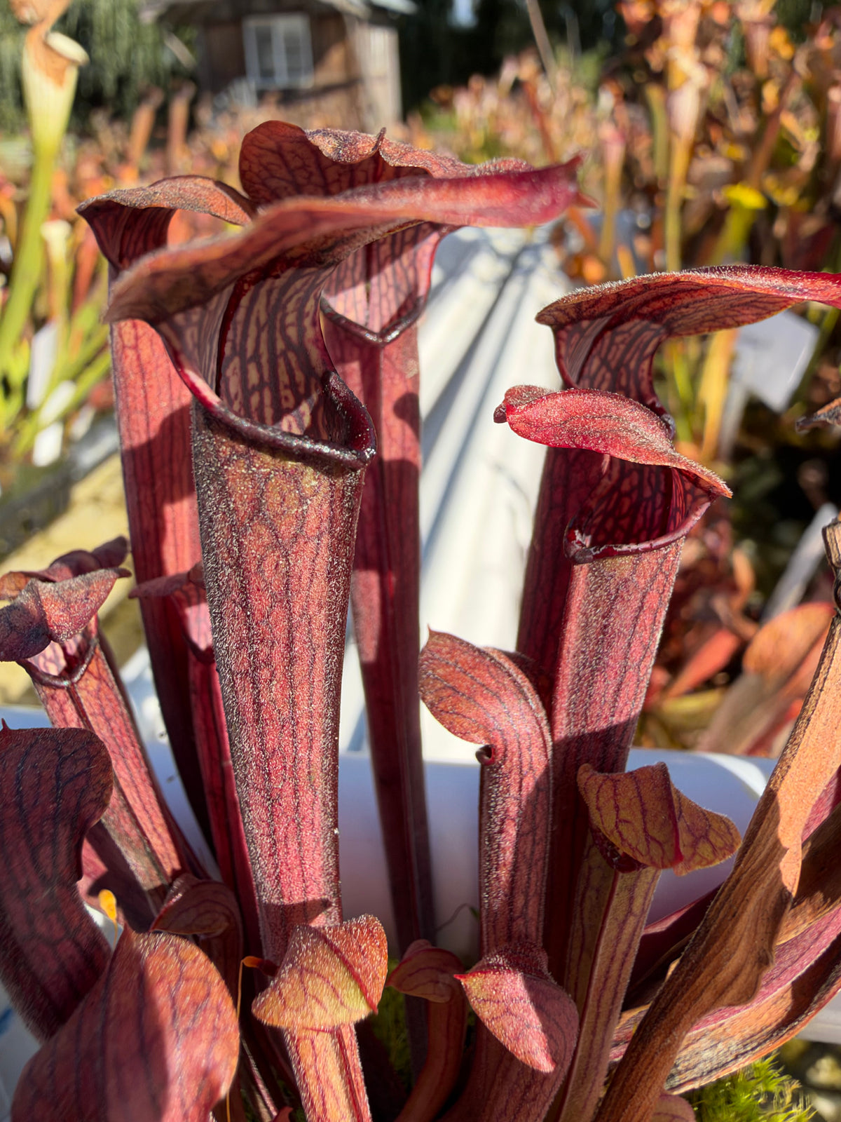 Short red sarracenia pitchers grow in an outdoor setting