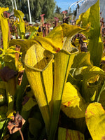 A close-up of a yellow pitcher plant (Sarracenia) in a sunny outdoor garden or nursery setting, surrounded by other green and yellow foliage.