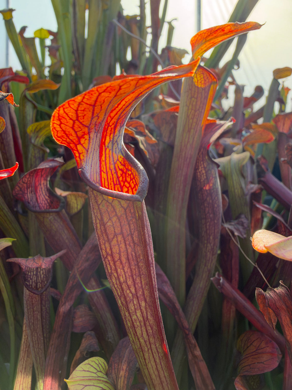 Sarracenia rubra ssp viatorum Peach County Georgia growing in an outdoor setting