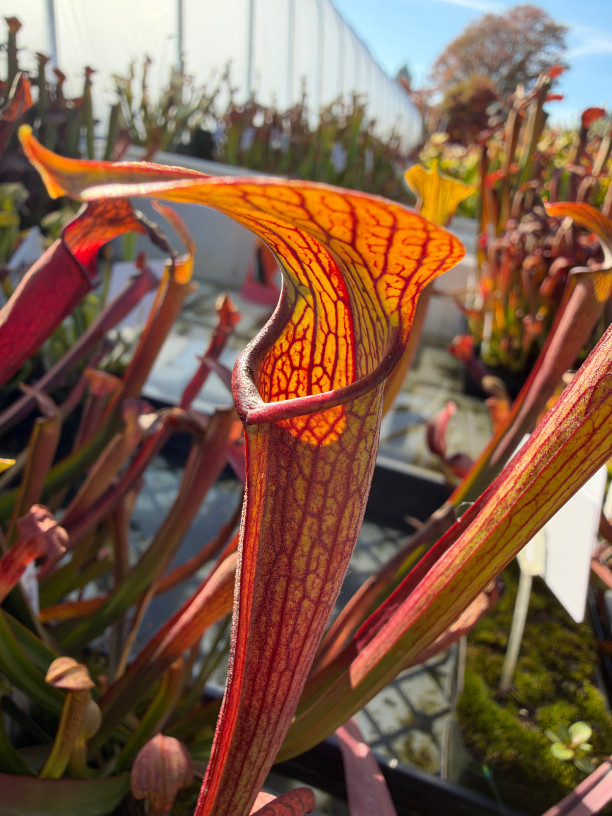 A Sarracenia rubra growing in an outdoor setting 