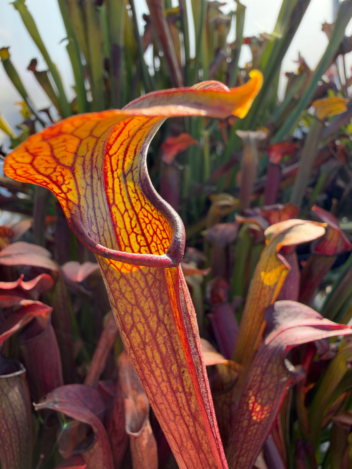 Sarracenia pitchers growing in an outdoor setting 