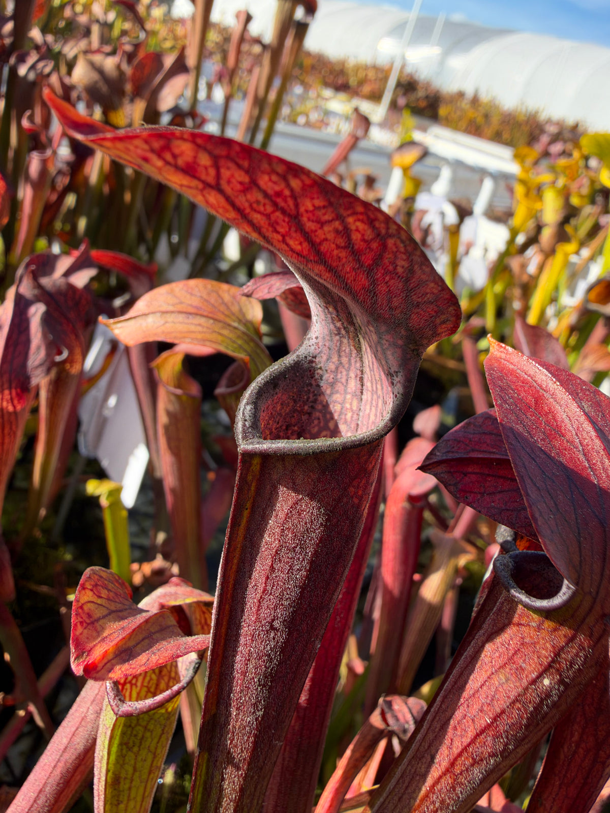 Sarracenia growing in an outdoor setting 