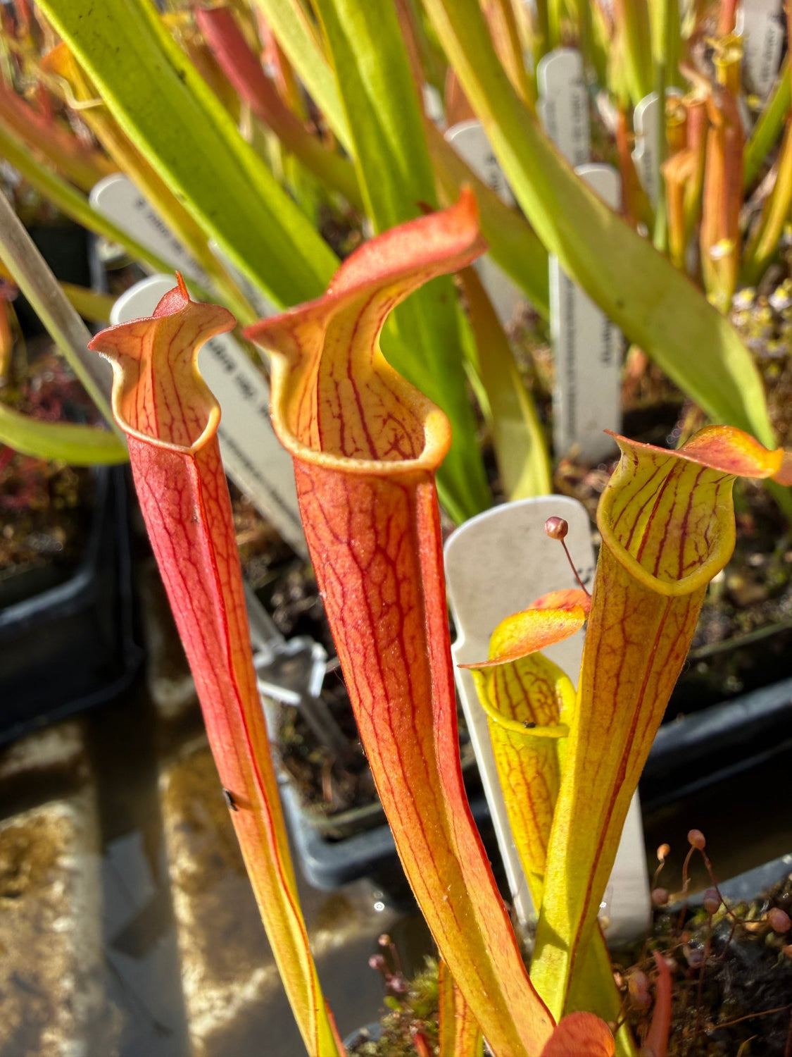 Close-up of a carnivorous plant with red and yellow leaves.