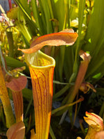 Close-up of a pitcher plant with a yellow-green tubular trap and reddish-brown outer lips, surrounded by green leaves in a natural outdoor setting.