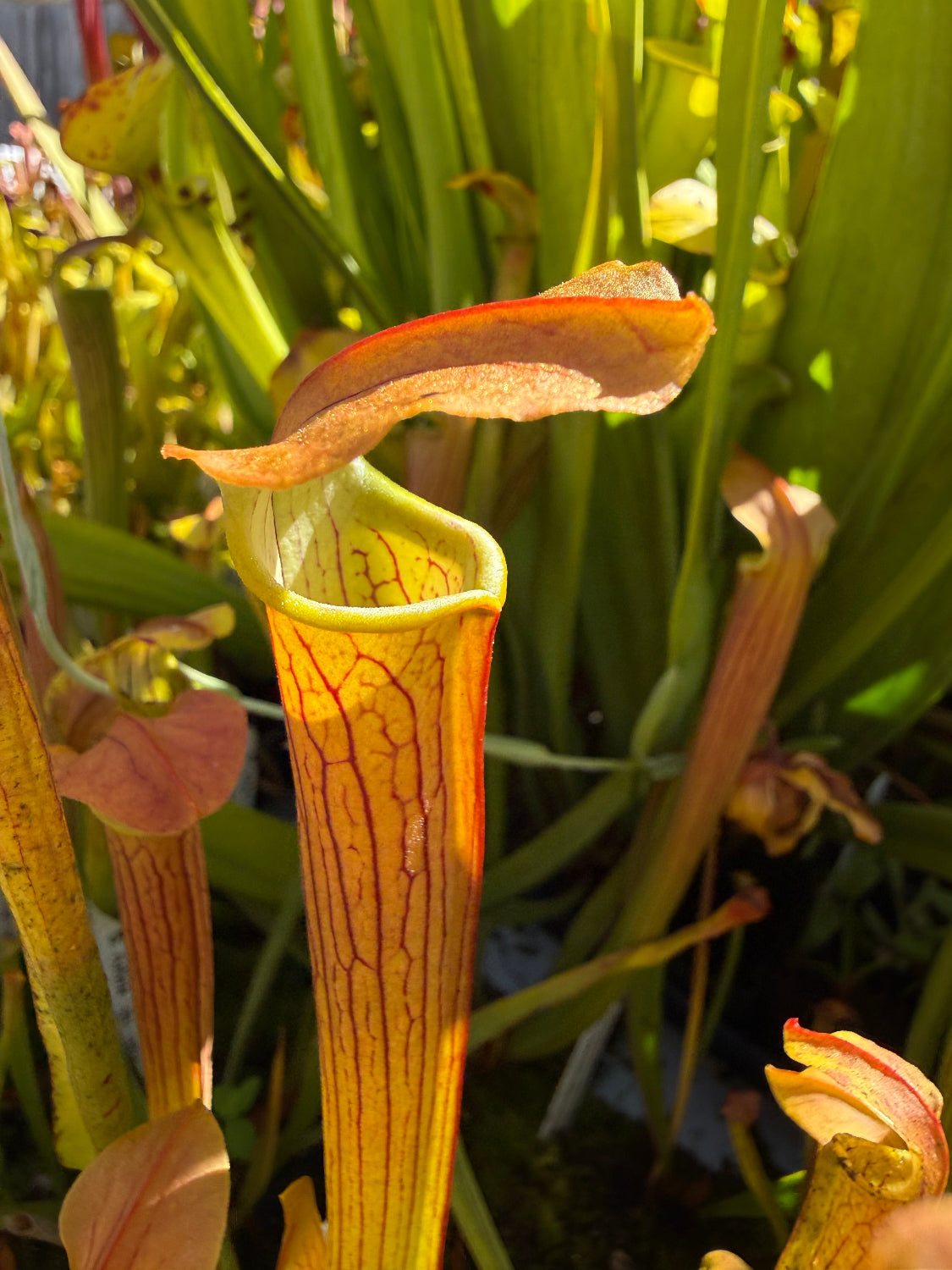 Close-up of a pitcher plant with a yellow-green tubular trap and reddish-brown outer lips, surrounded by green leaves in a natural outdoor setting.