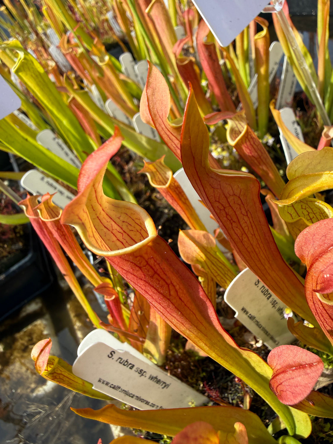 Close-up of pitcher plants with labels in a greenhouse setting