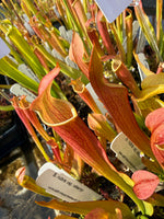 Close-up of pitcher plants with labels in a greenhouse setting