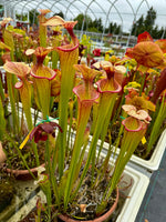 Sarracenia x 'Adrian Slack'