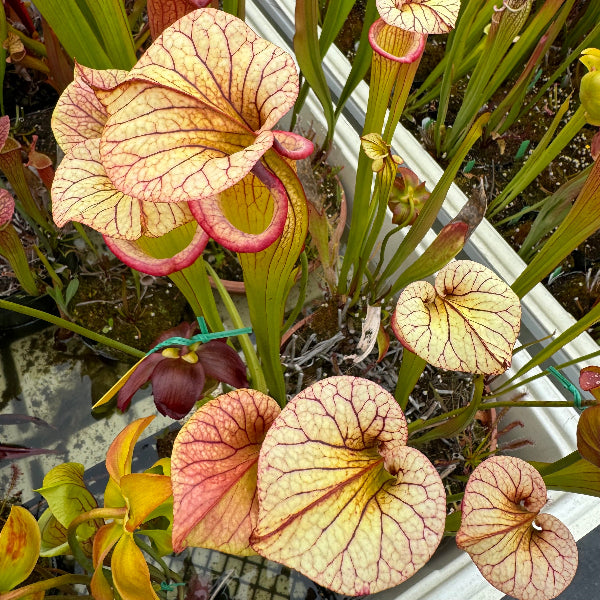 Sarracenia x 'Adrian Slack'