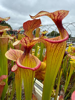 Sarracenia x 'Adrian Slack'