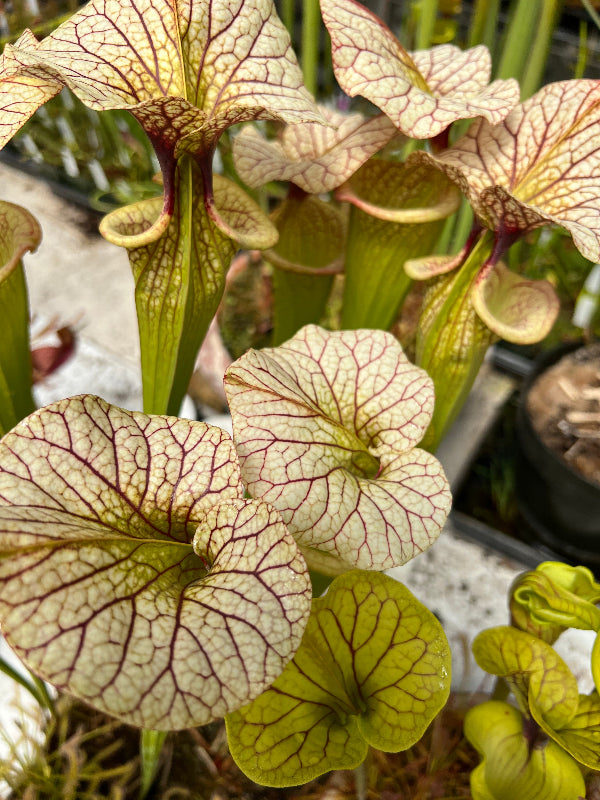 Sarracenia x 'Adrian Slack'