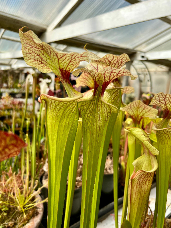 Sarracenia x 'Adrian Slack'